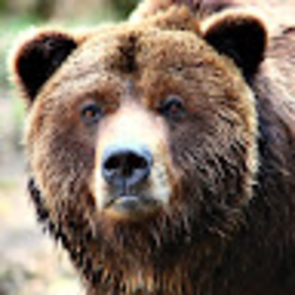 Meet your Posher, Cannoli